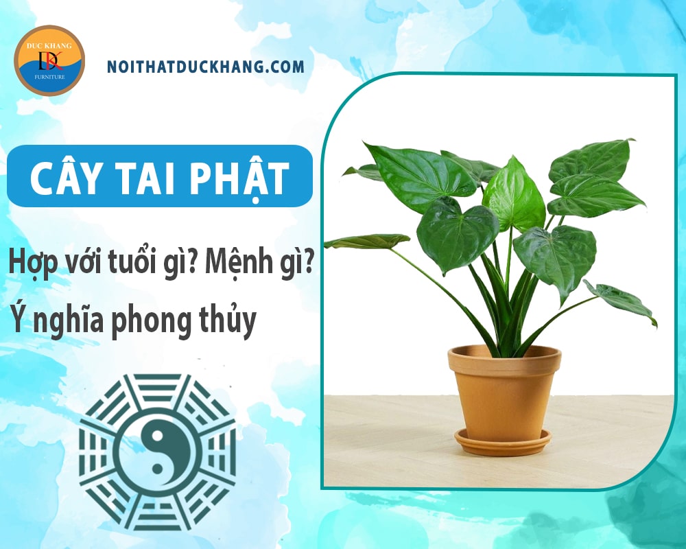 Cây tai phật hợp với tuổi gì? Mệnh gì? Ý nghĩa phong thủy