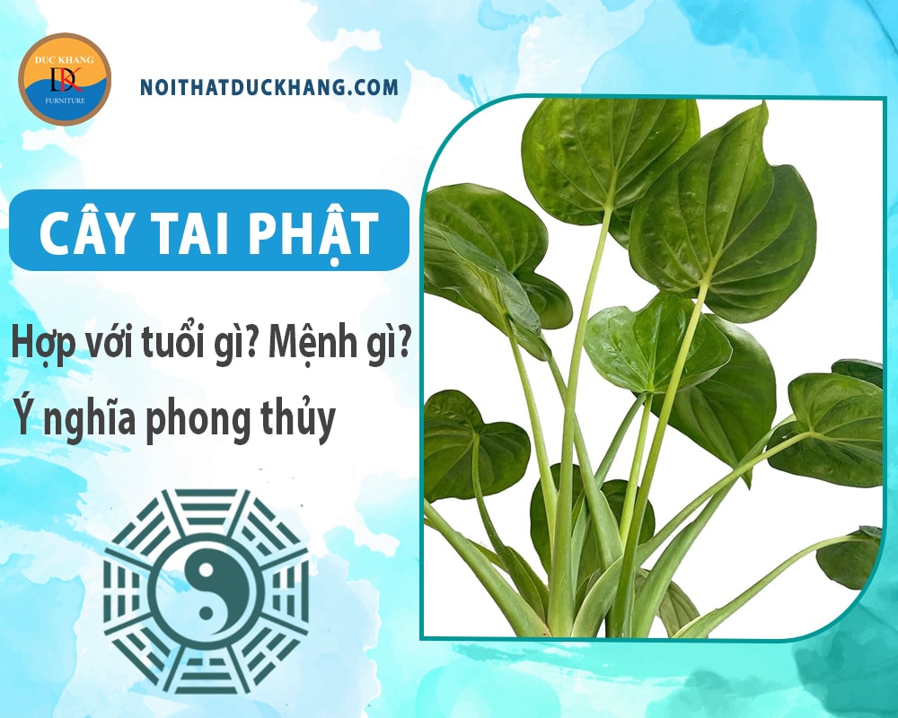 Cây tai phật hợp với tuổi gì? Mệnh gì? Ý nghĩa phong thủy