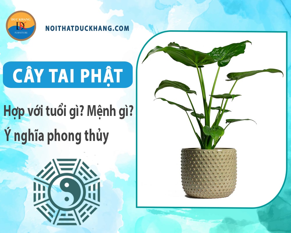 Cây tai phật hợp với tuổi gì? Mệnh gì? Ý nghĩa phong thủy