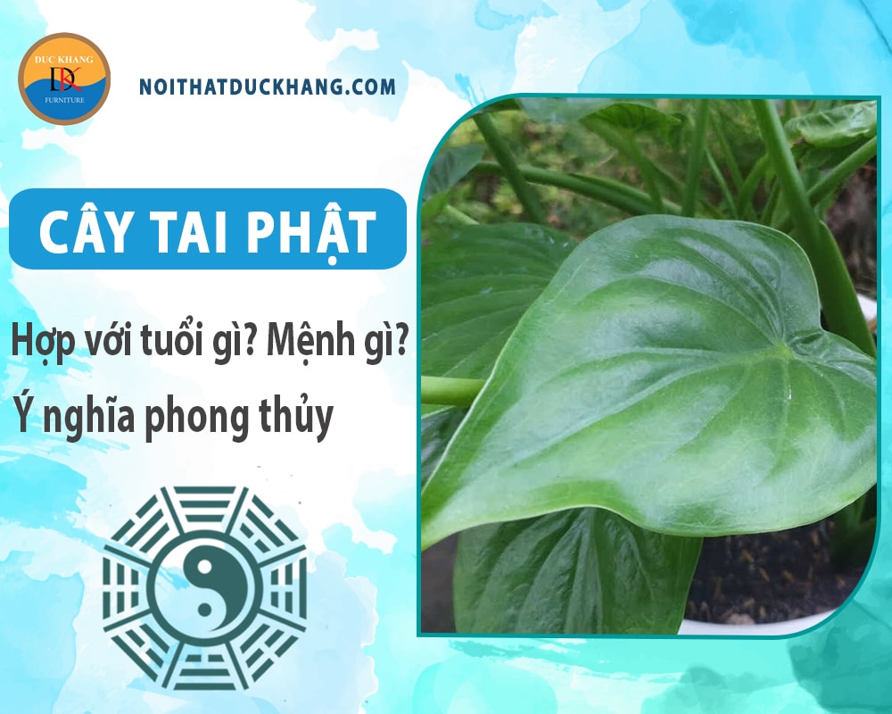 Cây tai phật hợp với tuổi gì? Mệnh gì? Ý nghĩa phong thủy