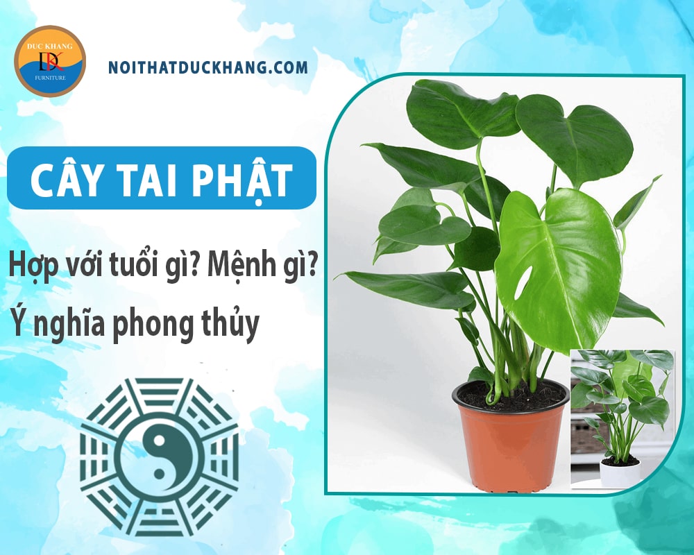 Cây tai phật hợp với tuổi gì? Mệnh gì? Ý nghĩa phong thủy