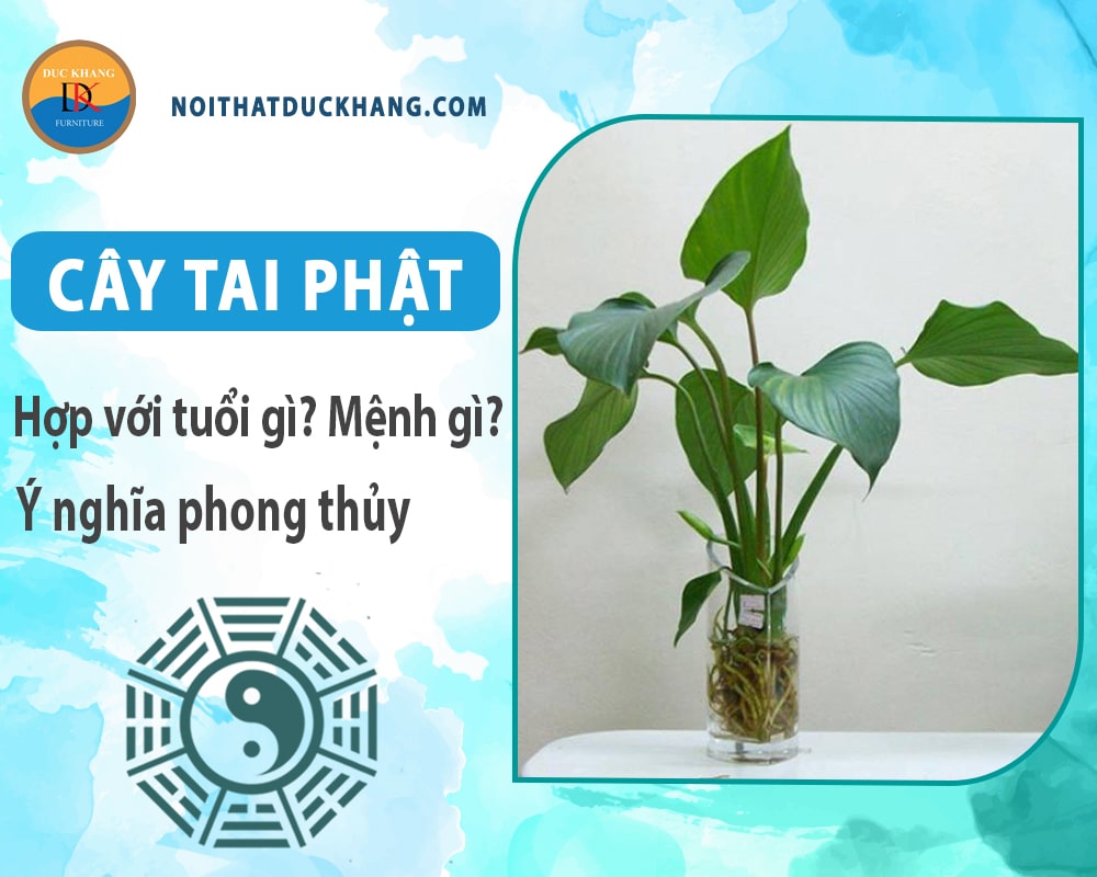 Cây tai phật hợp với tuổi gì? Mệnh gì? Ý nghĩa phong thủy