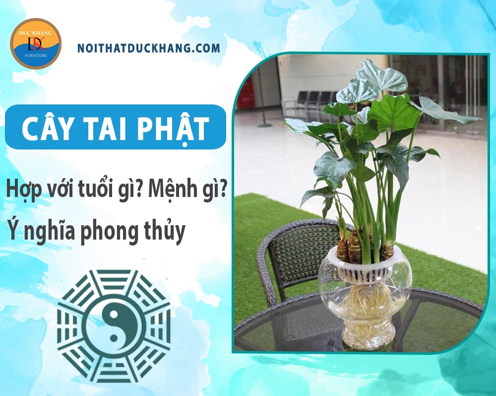 Cây tai phật hợp với tuổi gì? Mệnh gì? Ý nghĩa phong thủy