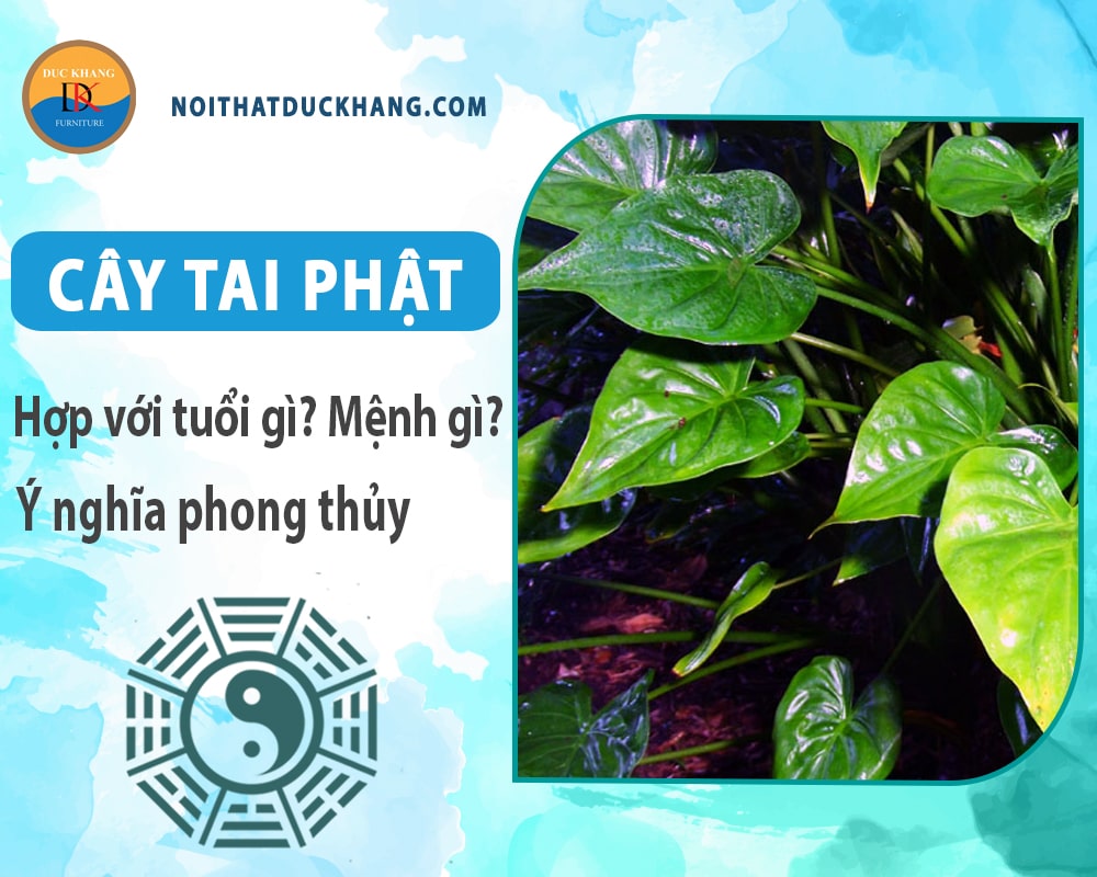 Cây tai phật hợp với tuổi gì? Mệnh gì? Ý nghĩa phong thủy