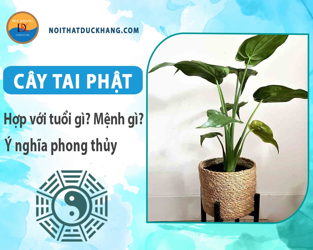 Cây tai phật hợp với tuổi gì? Mệnh gì? Ý nghĩa phong thủy