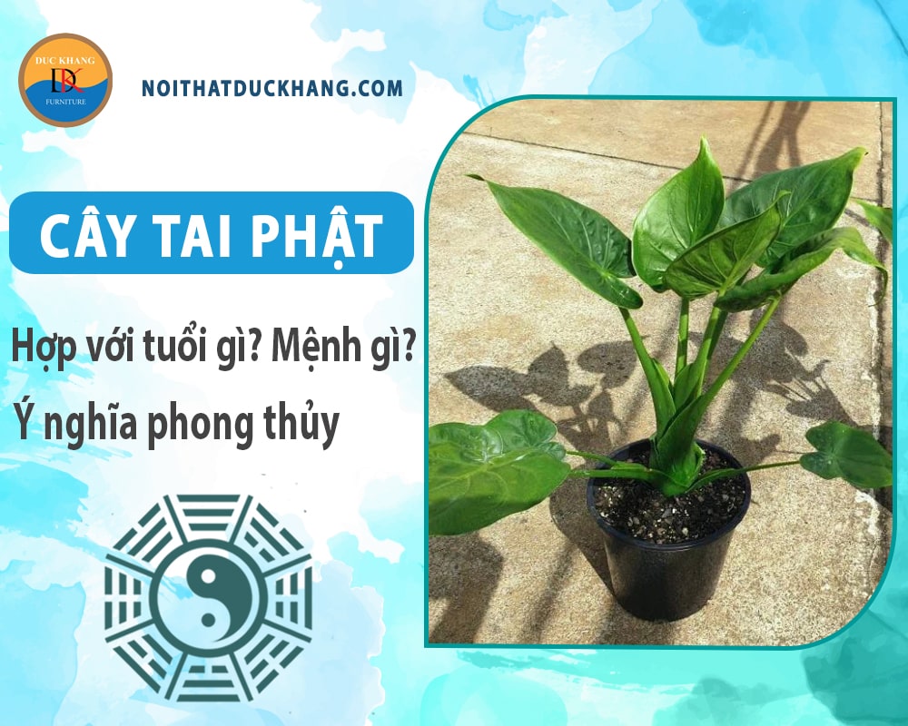 Cây tai phật hợp với tuổi gì? Mệnh gì? Ý nghĩa phong thủy