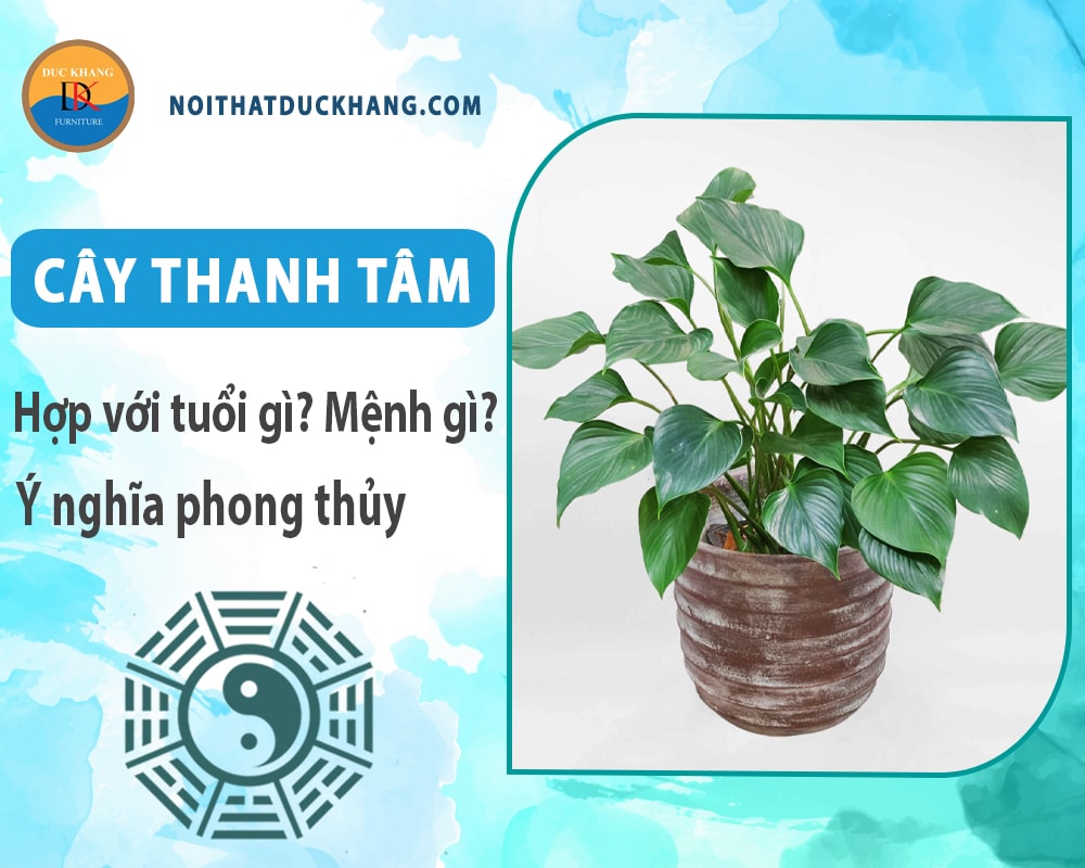 Cây thanh tâm hợp với tuổi gì? Mệnh gì? Ý nghĩa phong thủy Cây thanh tâm hợp với tuổi gì? Mệnh gì? Ý nghĩa phong thủy