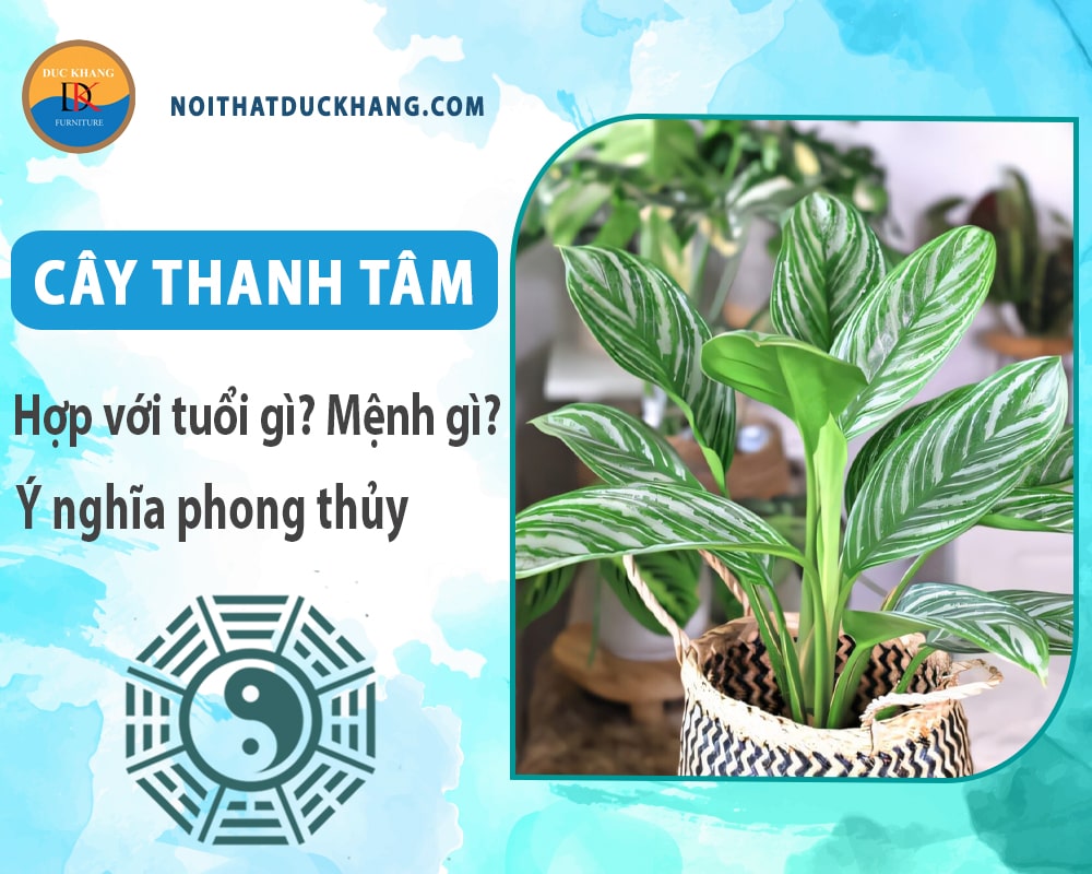 Cây thanh tâm hợp với tuổi gì? Mệnh gì? Ý nghĩa phong thủy Cây thanh tâm hợp với tuổi gì? Mệnh gì? Ý nghĩa phong thủy