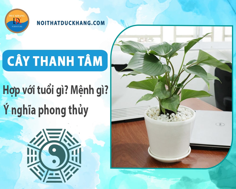 Cây thanh tâm hợp với tuổi gì? Mệnh gì? Ý nghĩa phong thủy Cây thanh tâm hợp với tuổi gì? Mệnh gì? Ý nghĩa phong thủy