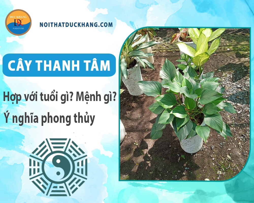 Cây thanh tâm hợp với tuổi gì? Mệnh gì? Ý nghĩa phong thủy Cây thanh tâm hợp với tuổi gì? Mệnh gì? Ý nghĩa phong thủy