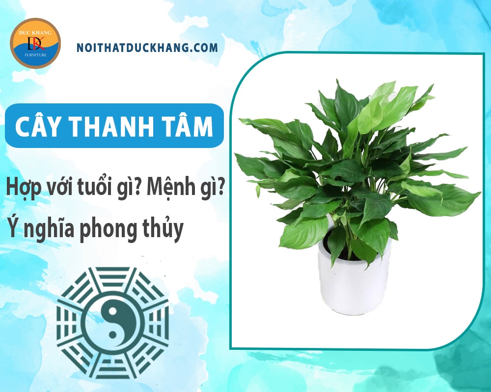 Cây thanh tâm hợp với tuổi gì? Mệnh gì? Ý nghĩa phong thủy Cây thanh tâm hợp với tuổi gì? Mệnh gì? Ý nghĩa phong thủy