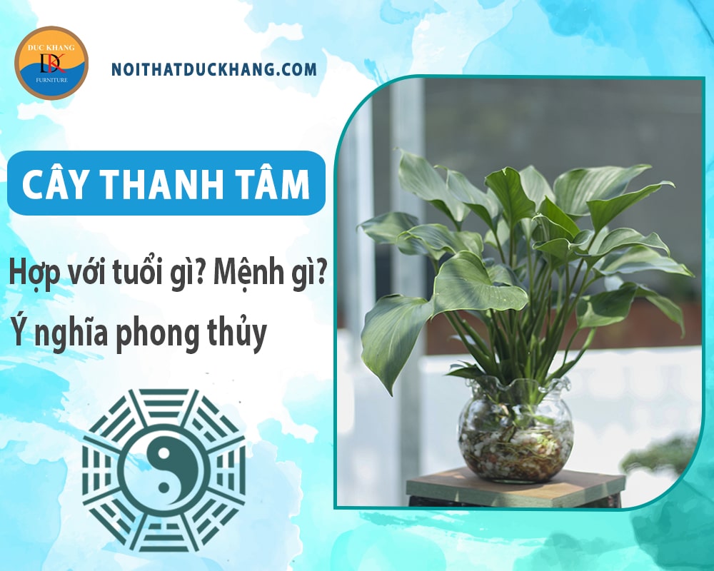 Cây thanh tâm hợp với tuổi gì? Mệnh gì? Ý nghĩa phong thủy Cây thanh tâm hợp với tuổi gì? Mệnh gì? Ý nghĩa phong thủy