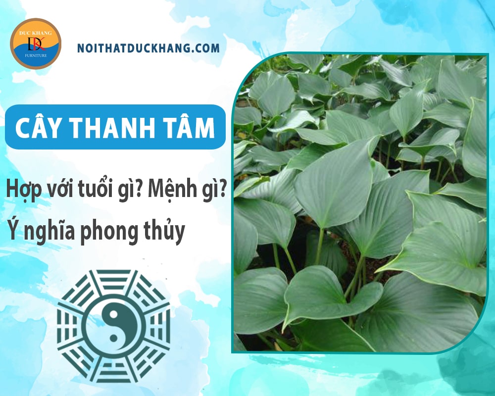 Cây thanh tâm hợp với tuổi gì? Mệnh gì? Ý nghĩa phong thủy Cây thanh tâm hợp với tuổi gì? Mệnh gì? Ý nghĩa phong thủy