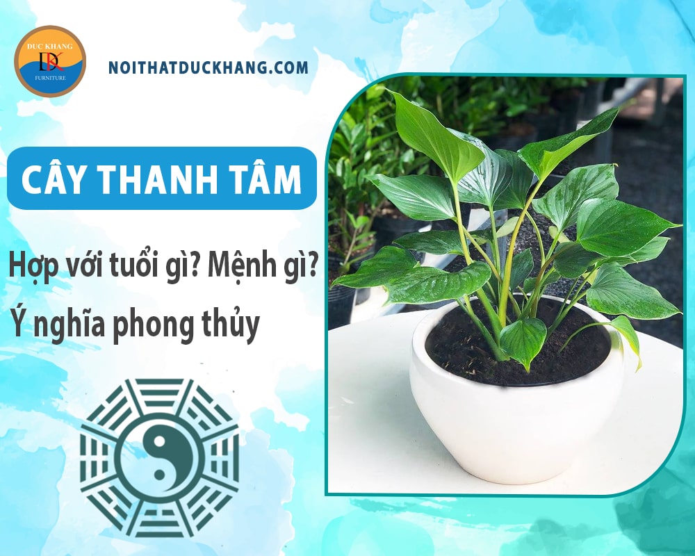 Cây thanh tâm hợp với tuổi gì? Mệnh gì? Ý nghĩa phong thủy Cây thanh tâm hợp với tuổi gì? Mệnh gì? Ý nghĩa phong thủy