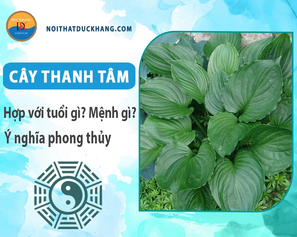 Cây thanh tâm hợp với tuổi gì? Mệnh gì? Ý nghĩa phong thủy Cây thanh tâm hợp với tuổi gì? Mệnh gì? Ý nghĩa phong thủy