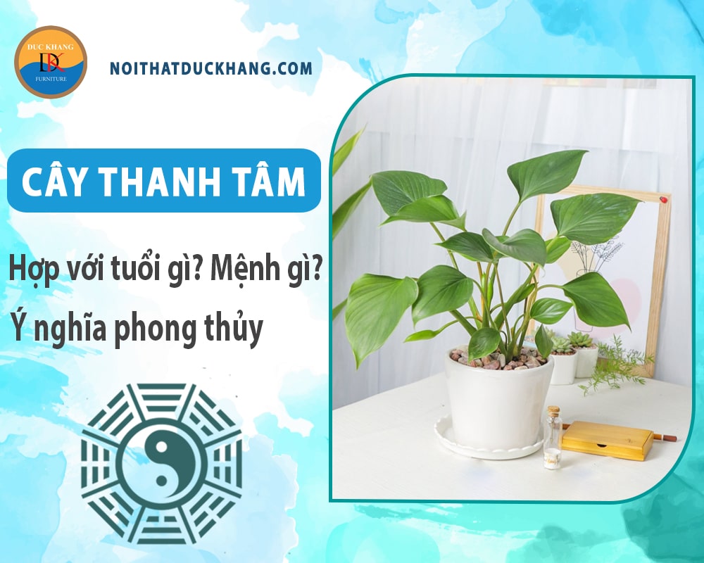 Cây thanh tâm hợp với tuổi gì? Mệnh gì? Ý nghĩa phong thủy