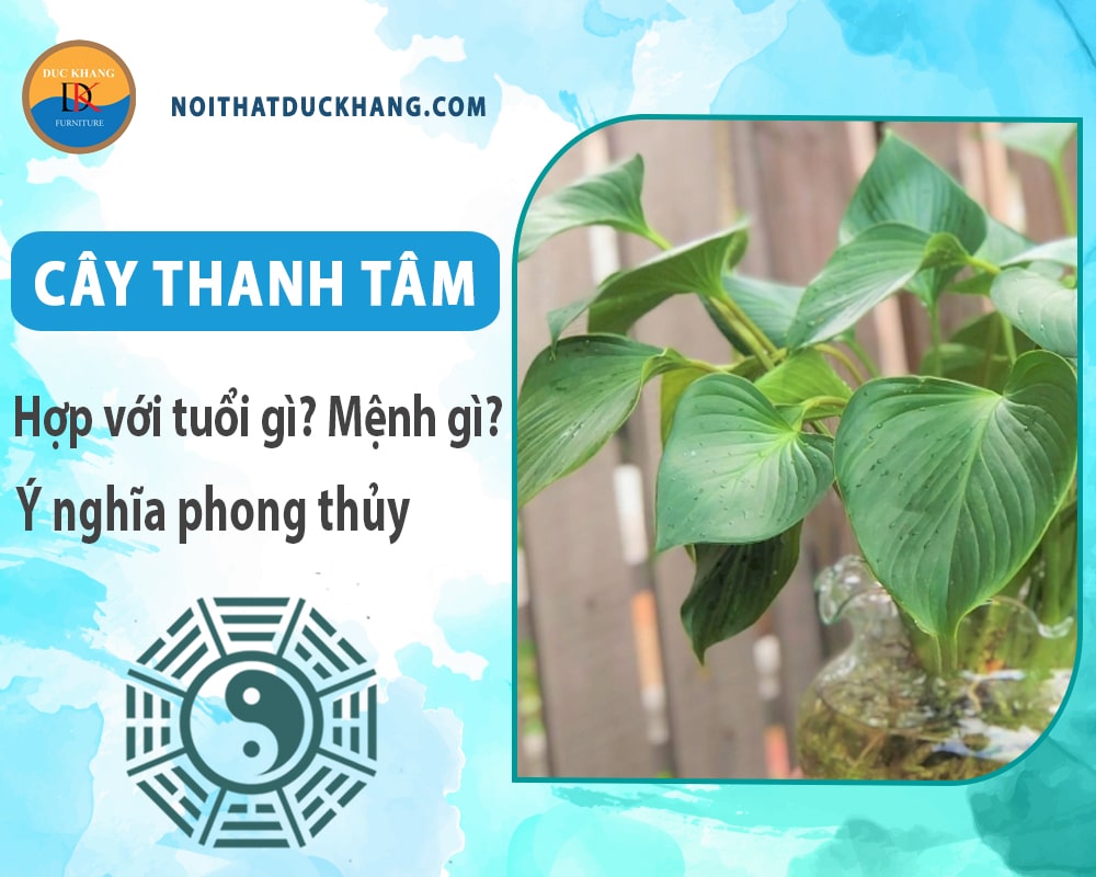 Cây thanh tâm hợp với tuổi gì? Mệnh gì? Ý nghĩa phong thủy Cây thanh tâm hợp với tuổi gì? Mệnh gì? Ý nghĩa phong thủy