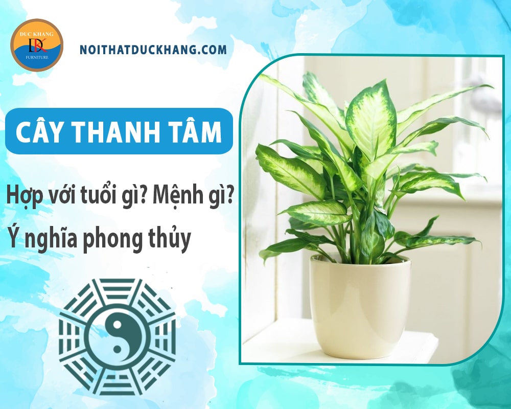 Cây thanh tâm hợp với tuổi gì? Mệnh gì? Ý nghĩa phong thủy Cây thanh tâm hợp với tuổi gì? Mệnh gì? Ý nghĩa phong thủy