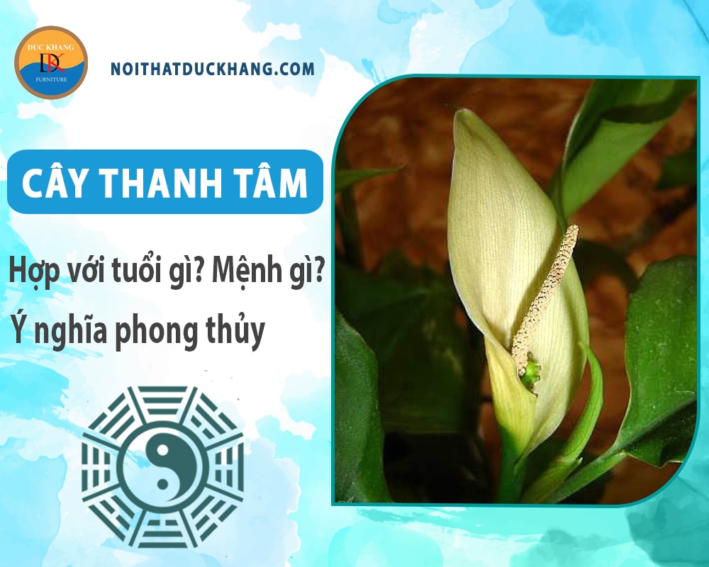 Cây thanh tâm hợp với tuổi gì? Mệnh gì? Ý nghĩa phong thủy Cây thanh tâm hợp với tuổi gì? Mệnh gì? Ý nghĩa phong thủy