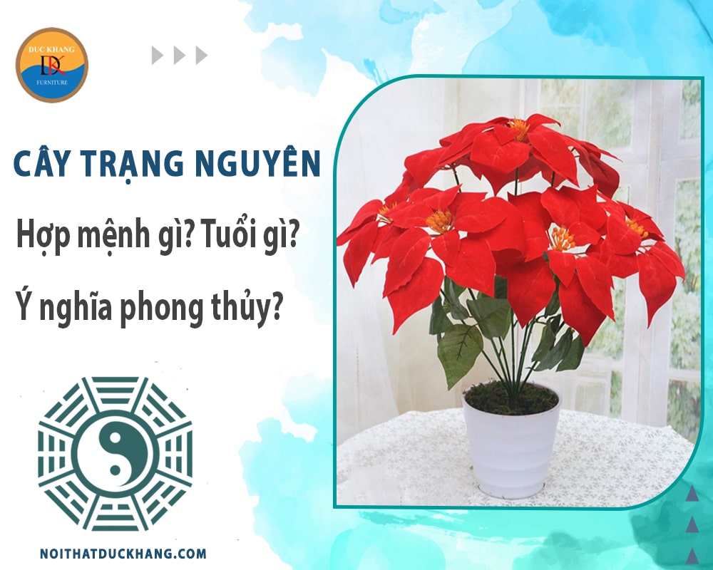 Cây trạng nguyên hợp mệnh gì? Tuổi gì? Ý nghĩa phong thủy?