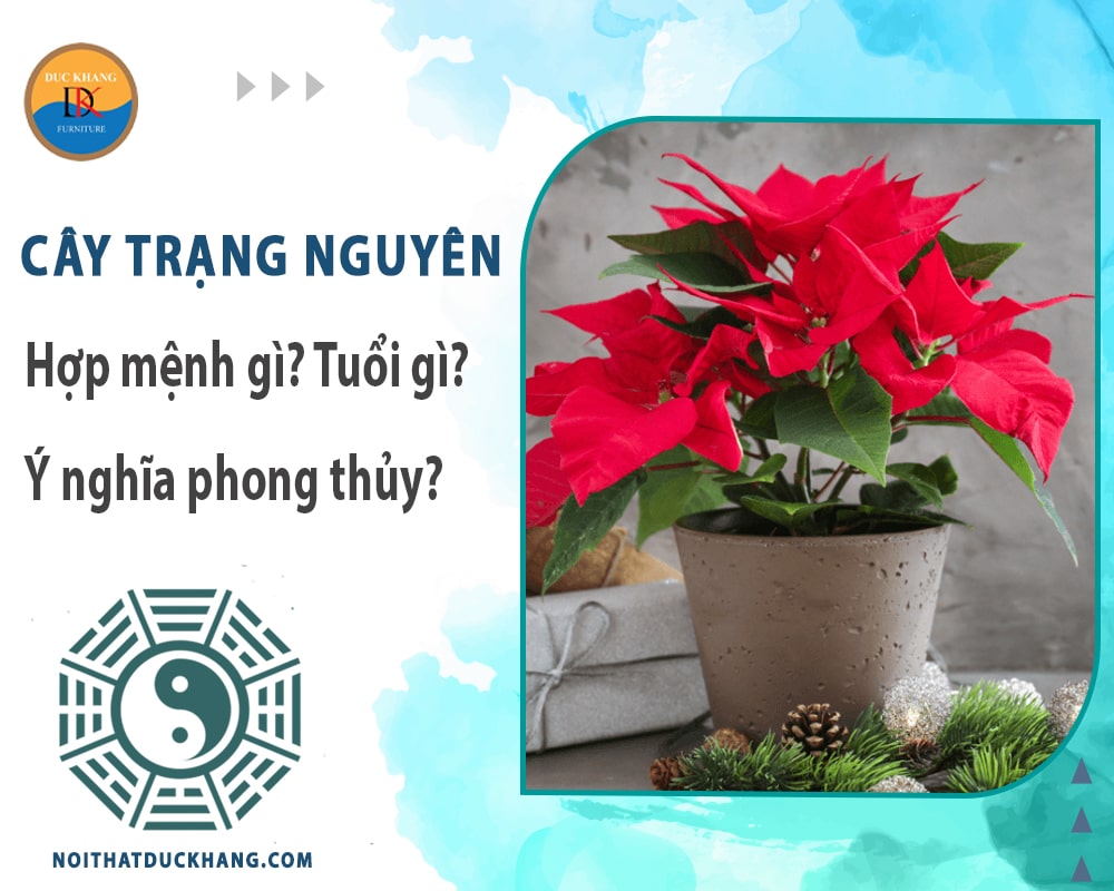 Cây trạng nguyên hợp mệnh gì? Tuổi gì? Ý nghĩa phong thủy?