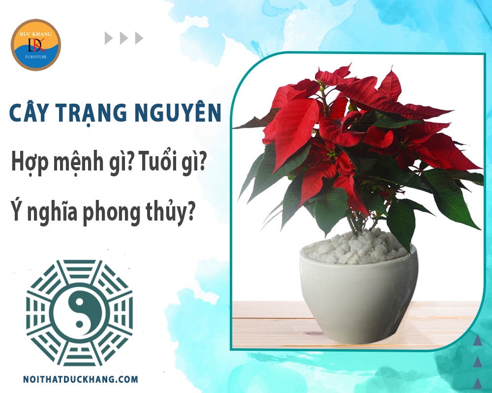 Cây trạng nguyên hợp mệnh gì? Tuổi gì? Ý nghĩa phong thủy?