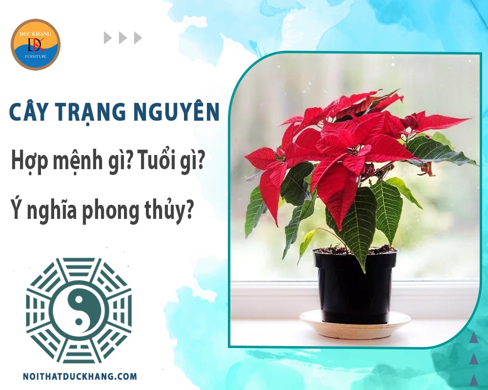 Cây trạng nguyên hợp mệnh gì? Tuổi gì? Ý nghĩa phong thủy?