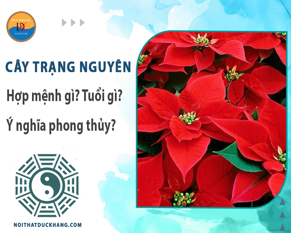 Cây trạng nguyên hợp mệnh gì? Tuổi gì? Ý nghĩa phong thủy?