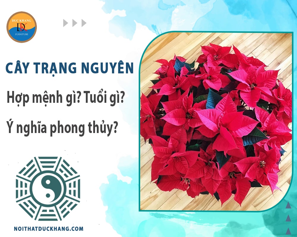 Cây trạng nguyên hợp mệnh gì? Tuổi gì? Ý nghĩa phong thủy?