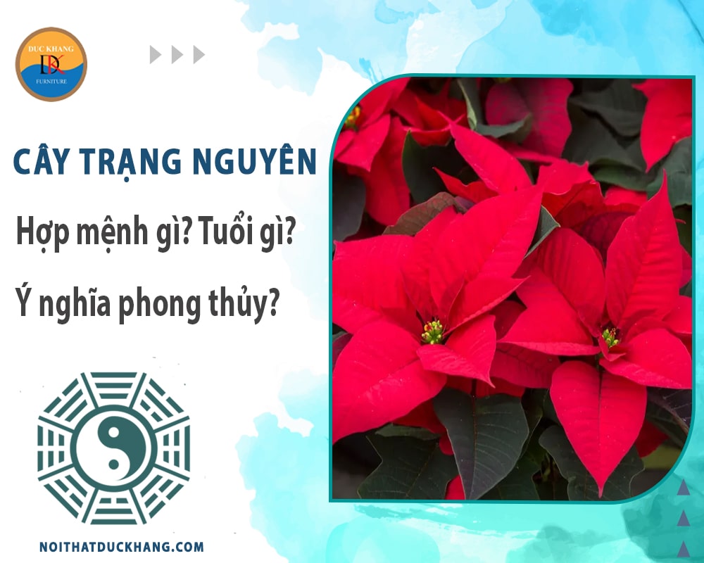 Cây trạng nguyên hợp mệnh gì? Tuổi gì? Ý nghĩa phong thủy?