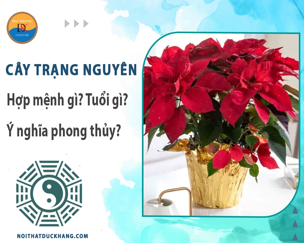 Cây trạng nguyên hợp mệnh gì? Tuổi gì? Ý nghĩa phong thủy?