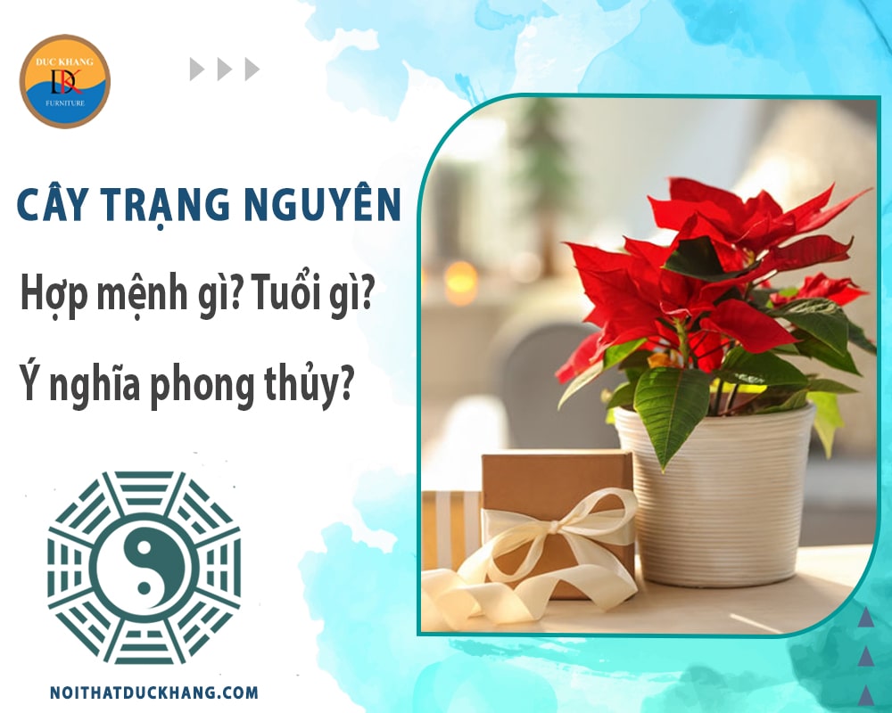 Cây trạng nguyên hợp mệnh gì? Tuổi gì? Ý nghĩa phong thủy?