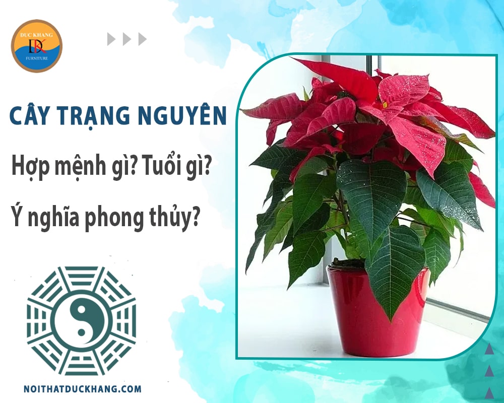 Cây trạng nguyên hợp mệnh gì? Tuổi gì? Ý nghĩa phong thủy?