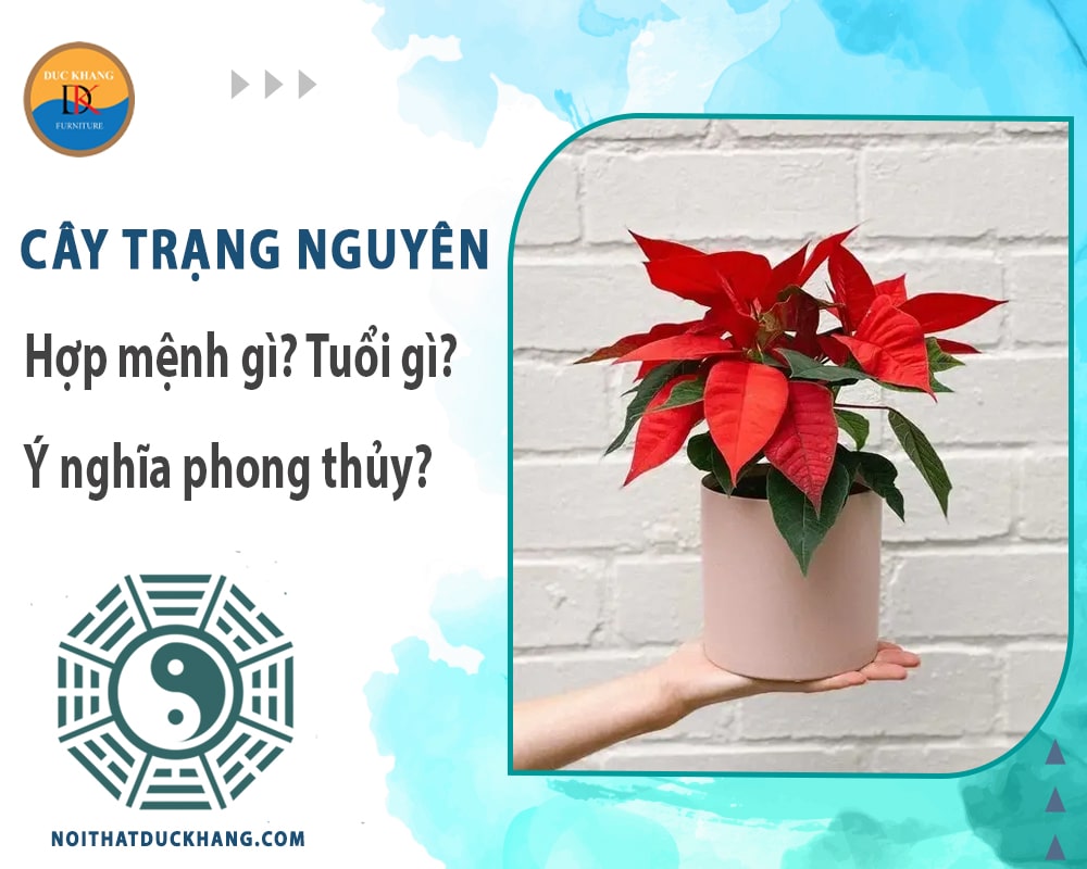 Cây trạng nguyên hợp mệnh gì? Tuổi gì? Ý nghĩa phong thủy?