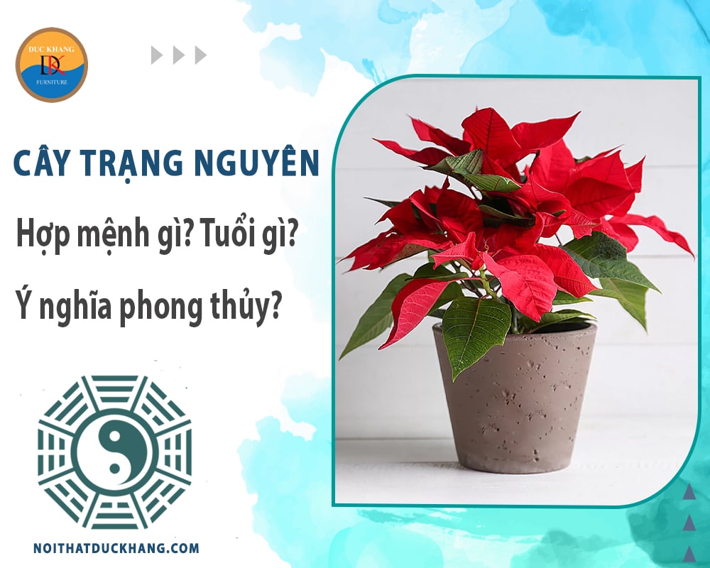 Cây trạng nguyên hợp mệnh gì? Tuổi gì? Ý nghĩa phong thủy?