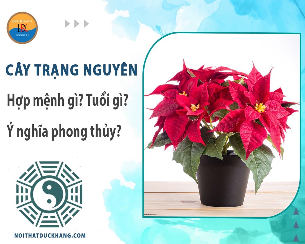 Cây trạng nguyên hợp mệnh gì? Tuổi gì? Ý nghĩa phong thủy?