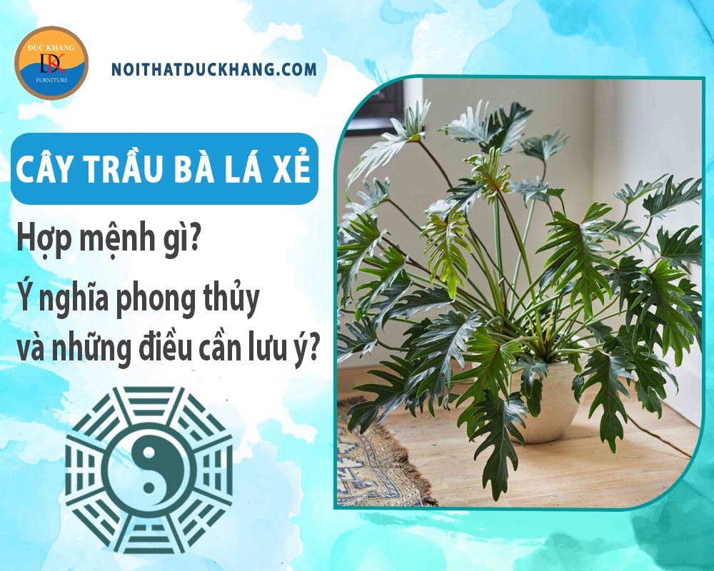 Cây trầu bà lá xẻ hợp mệnh gì? Ý nghĩa phong thủy và những điều cần lưu ý?