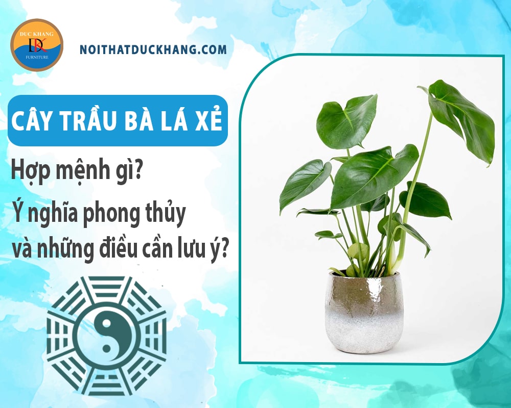 Cây trầu bà lá xẻ hợp mệnh gì? Ý nghĩa phong thủy và những điều cần lưu ý?