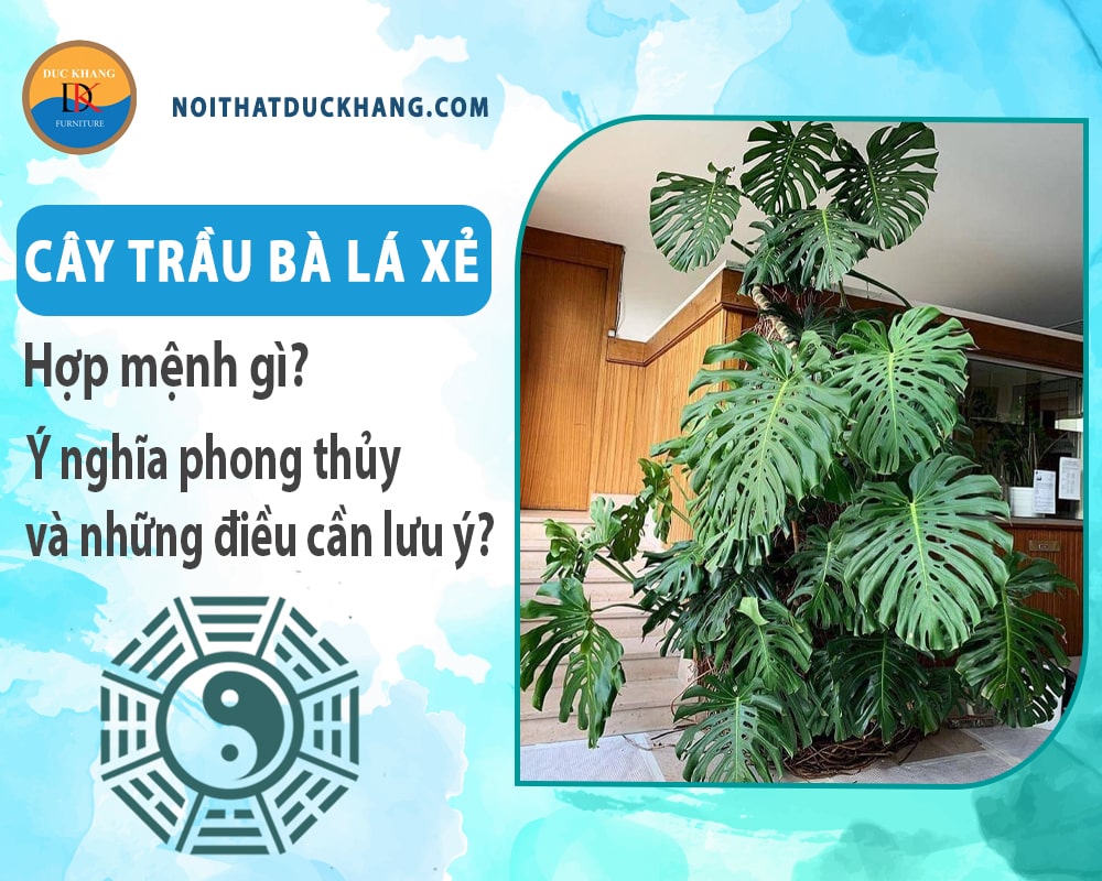 Cây trầu bà lá xẻ hợp mệnh gì? Ý nghĩa phong thủy và những điều cần lưu ý?