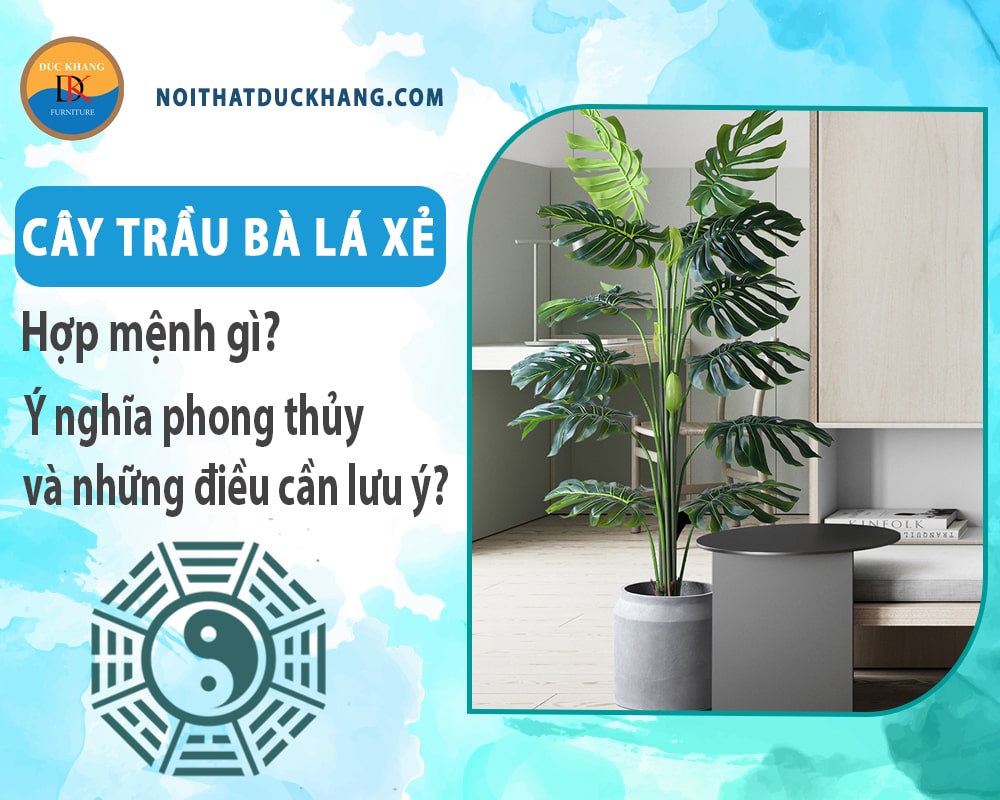 Cây trầu bà lá xẻ hợp mệnh gì? Ý nghĩa phong thủy và những điều cần lưu ý?