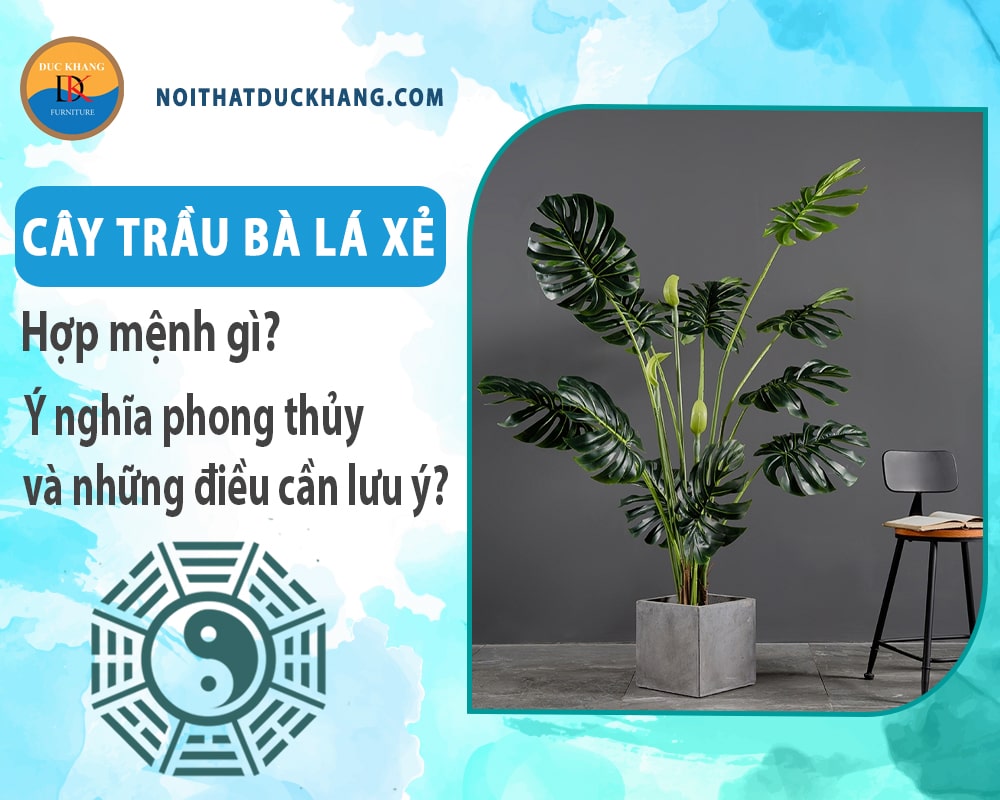 Cây trầu bà lá xẻ hợp mệnh gì? Ý nghĩa phong thủy và những điều cần lưu ý?