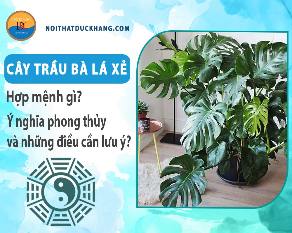 Cây trầu bà lá xẻ hợp mệnh gì? Ý nghĩa phong thủy và những điều cần lưu ý?