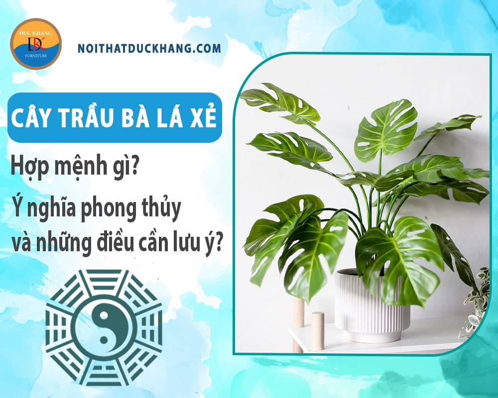 Cây trầu bà lá xẻ hợp mệnh gì? Ý nghĩa phong thủy và những điều cần lưu ý?