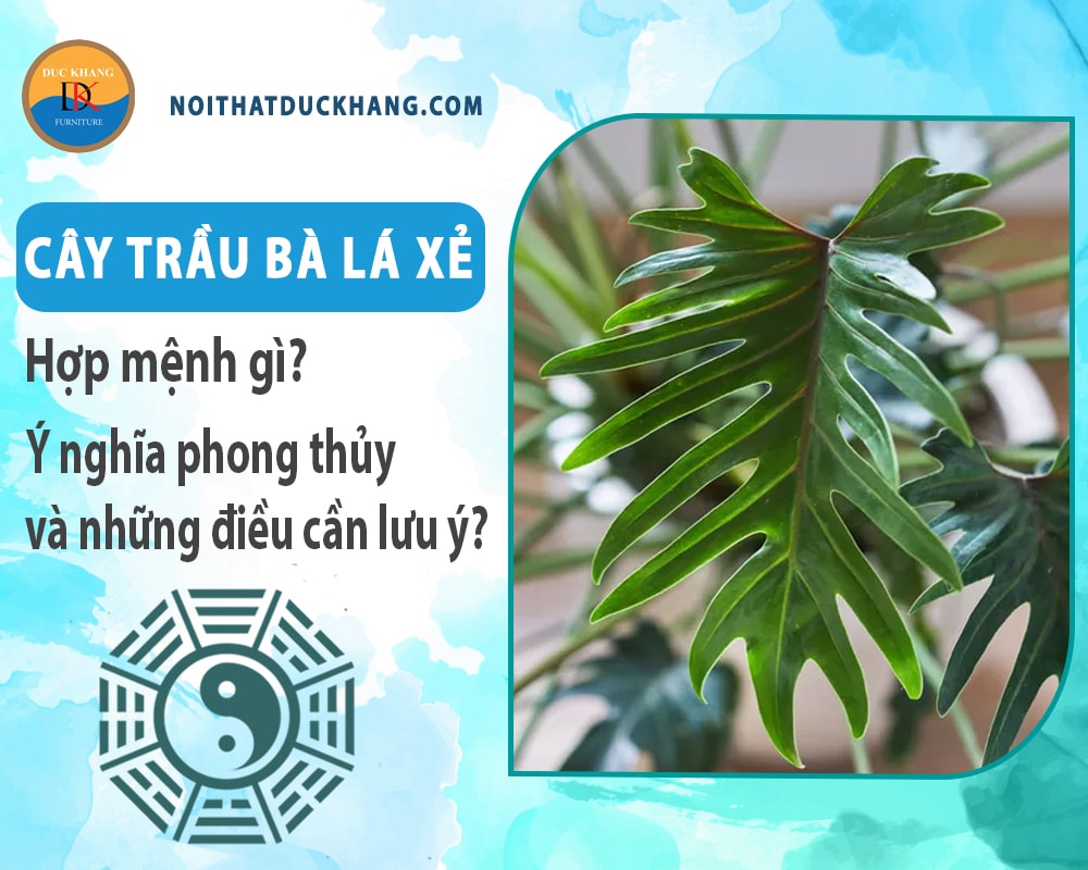 Cây trầu bà lá xẻ hợp mệnh gì? Ý nghĩa phong thủy và những điều cần lưu ý?