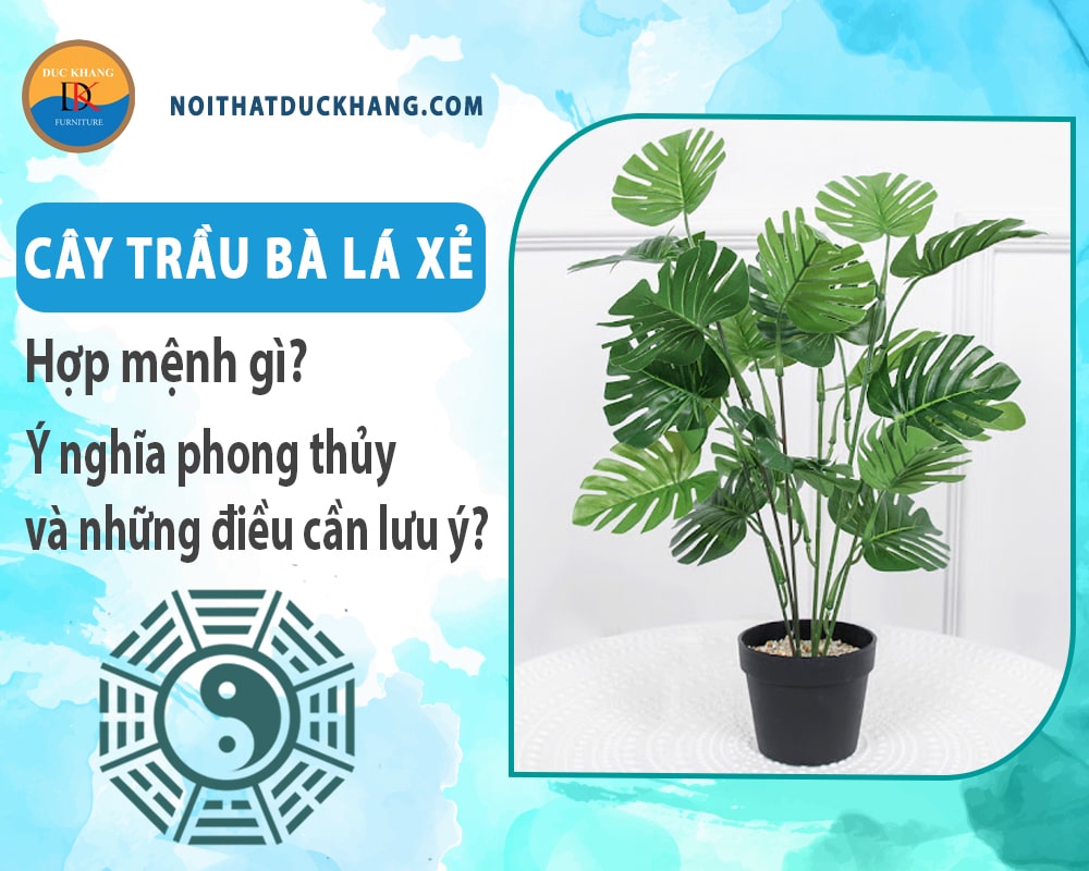 Cây trầu bà lá xẻ hợp mệnh gì? Ý nghĩa phong thủy và những điều cần lưu ý?