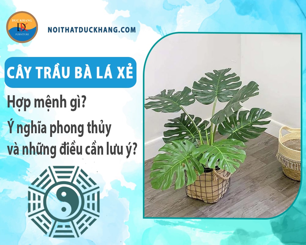 Cây trầu bà lá xẻ hợp mệnh gì? Ý nghĩa phong thủy và những điều cần lưu ý?