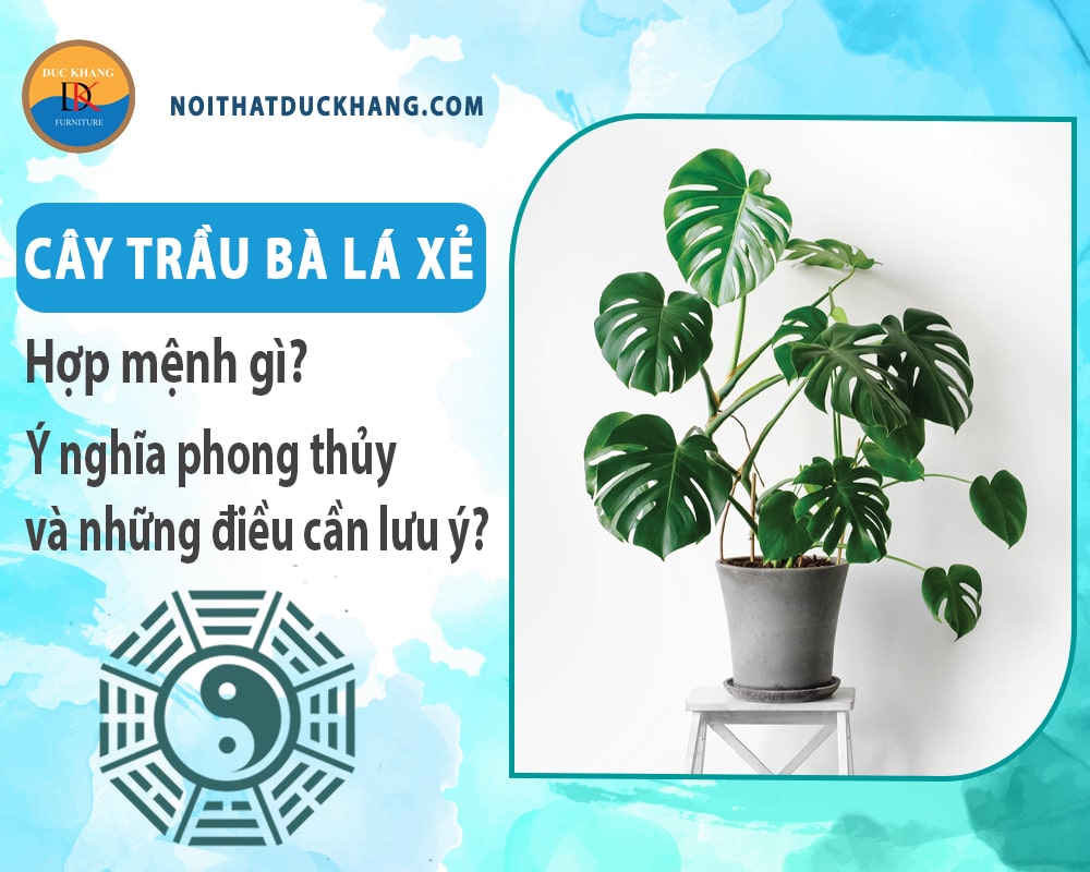 Cây trầu bà lá xẻ hợp mệnh gì? Ý nghĩa phong thủy và những điều cần lưu ý?