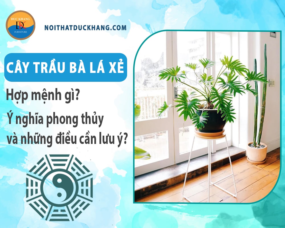 Cây trầu bà lá xẻ hợp mệnh gì? Ý nghĩa phong thủy và những điều cần lưu ý?