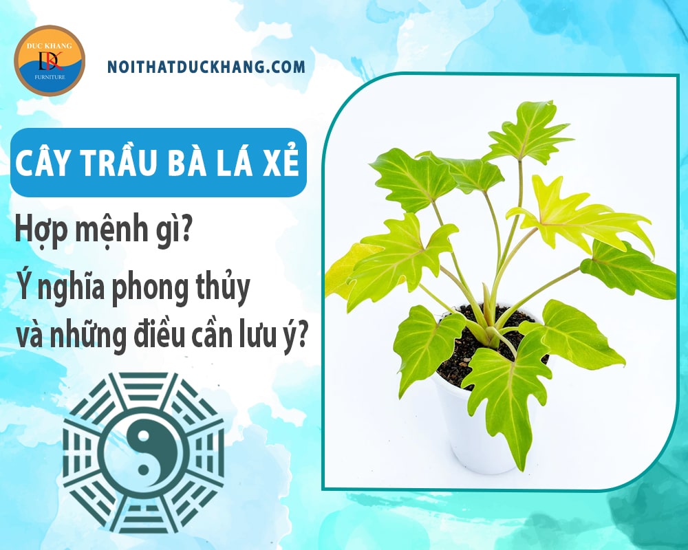 Cây trầu bà lá xẻ hợp mệnh gì? Ý nghĩa phong thủy và những điều cần lưu ý?