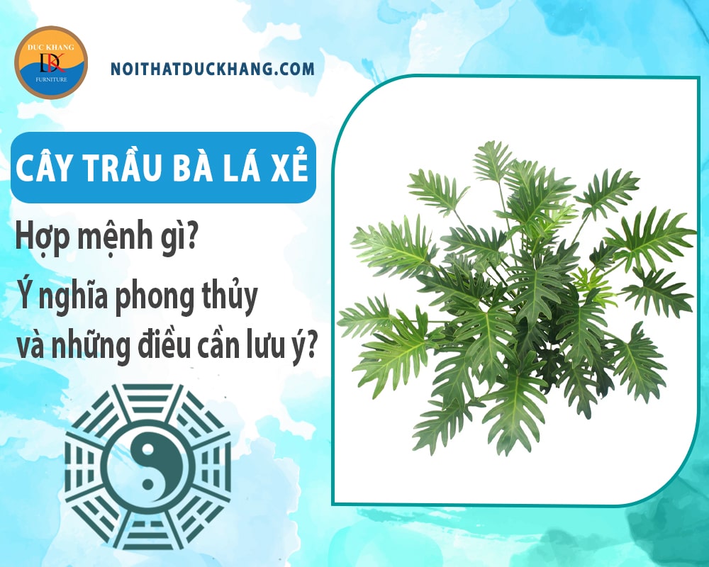 Cây trầu bà lá xẻ hợp mệnh gì? Ý nghĩa phong thủy và những điều cần lưu ý?